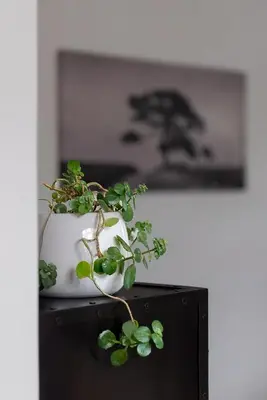 a plant in a white pot sitting on top of a table at Arch Window garden apartment in Stellenbosch