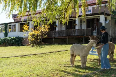 a woman standing next to two llamas in a yard at Grietjiesdrif- Mountain Retreat in Rawsonville