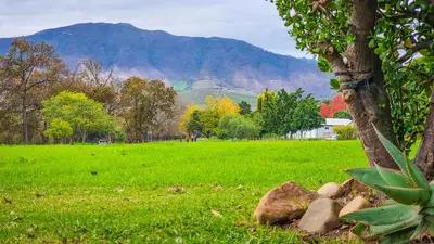 a green field with a tree and some rocks at Rivers Edge Loft in Wellington
