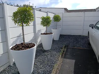 three potted trees in white pots next to a fence at Fisherman's Haven in Bloubergstrand