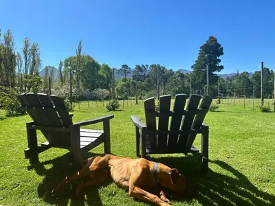 a dog laying in the grass between two chairs at Apple Cottage in Grabouw