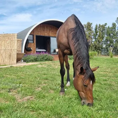 a horse grazing in the grass in front of a building at La Vita Romantic Getaway Cabin in Wellington