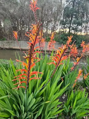 a group of plants with orange flowers in a garden at Protea Rus in Wellington