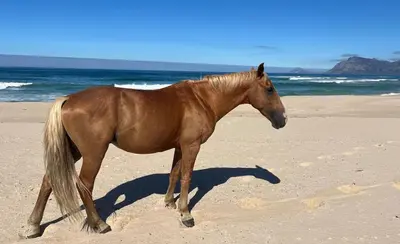 a brown horse walking on the beach at Lagoon & beach paradise in Lake Marina