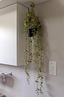 a plant hanging from a wall next to a lightswitch at Grace Haven Self Catering in Hermanus