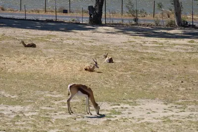 a gazelle and other animals laying in a field at La Vita Romantic Getaway Cabin in Wellington