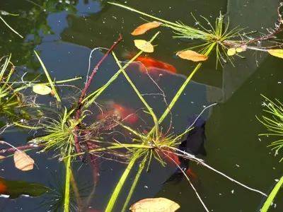 a group of kites in a pond with plants at 28 on Old Farm in Cape Town