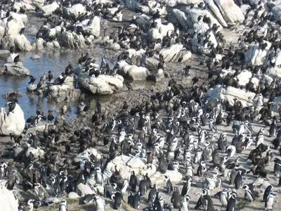 a large flock of penguins standing on the ground at Avondsrus Guesthouse in Bettyʼs Bay