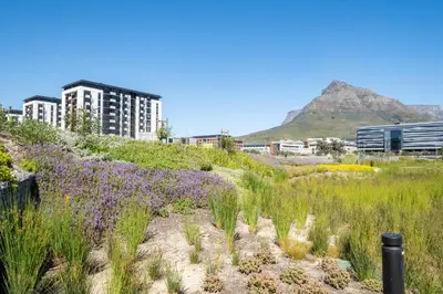 a field of flowers with buildings in the background at 410 Riverlands - Lux 1 bedroom Apartment in Cape Town