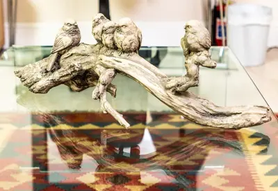 a group of birds sitting on a branch on a glass table at Campbell's Corner in Cape Town