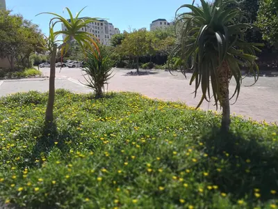 two palm trees in a field of grass with yellow flowers at Majorca Apartments by BON Hotels in Cape Town