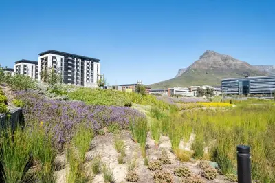 a field of flowers with buildings in the background at 715 Riverlands - Lux 2 Bedroom Apartment in Cape Town