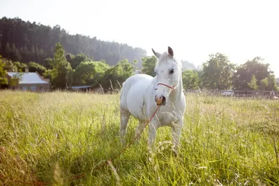 a white horse with a rope in a field at Rozendal Stay in Stellenbosch