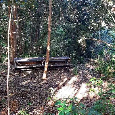 a bench sitting in the middle of a forest at Bobbejaanskloof in Bettyʼs Bay