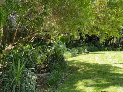 a cat is walking in a garden with plants at Magents Farm Guesthouse in Paarl