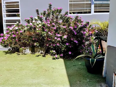a group of flowers in front of a house at White Pearl at Strand in Strand
