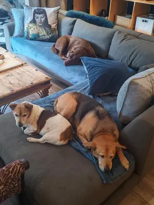 two dogs laying on a couch in a living room at Franschhoek Guest Suite in Franschhoek