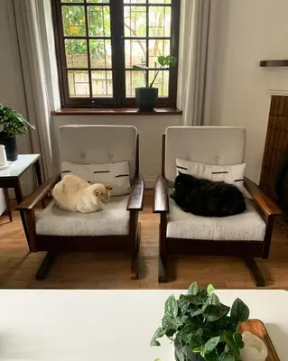 two cats laying on chairs in a living room at Catlovers Corner in Paarl