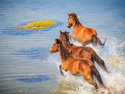 three horses running in the water on a beach at Die Steenbras in Fisherhaven