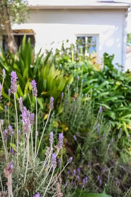 a garden with purple flowers in front of a house at Galileo Farm in Elgin