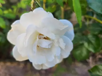 Gallery image of Stone Rose Boma in Cape Town