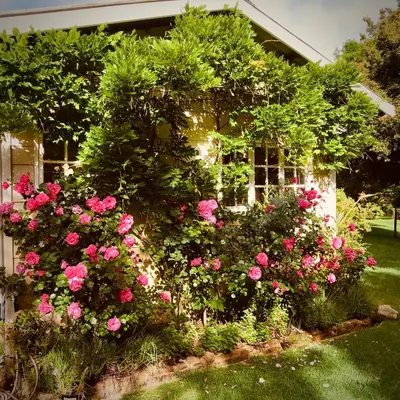 a garden of pink roses in front of a house at Swannie Creek in Grabouw