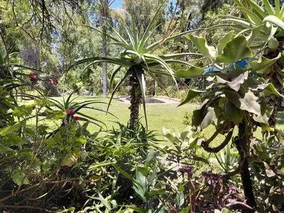 a group of plants in a park with trees at Place of Old D in Eersterivier