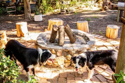 two dogs are standing next to a stone fountain at Place of Old D in Eersterivier