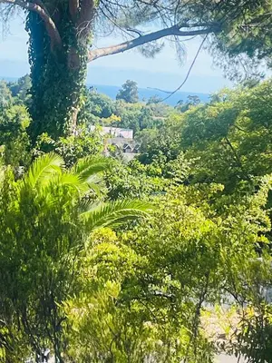 a view of a forest of trees with the ocean in the background at 41 on RUPERT in Helderberg