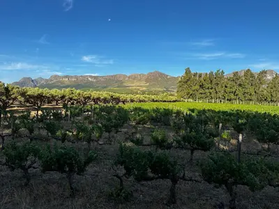 a vineyard with trees and mountains in the background at Genadendaal Vineyard Villa in Paarl