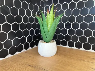 a green plant in a white vase on a wooden floor at Unit 1 GatherPoint Sleeps 6 Self-Catering Group in Belhar, Cape Town in Belhar