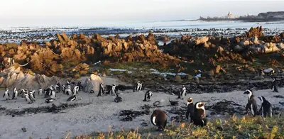 a group of penguins standing on the beach at The Barracks at Brigadoon Village in Bettyʼs Bay