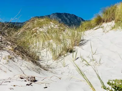 a sandy beach with grass and a mountain in the background at Cape Holly Beach House in Pringle Bay