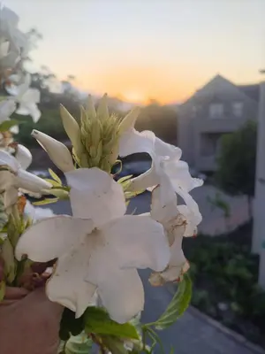 a group of white flowers with the sunset in the background at L'Ermitage Villa Francois in Franschhoek