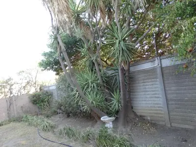 a fence with a palm tree next to a wall at African Oasis Morrocco in Somerset West