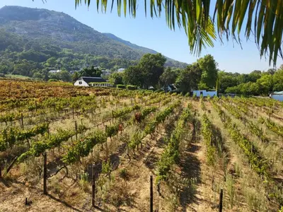 a vineyard in a field with mountains in the background at De Wingerd Wijnland Lodge in Paarl