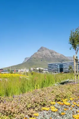a field of flowers with a mountain in the background at 729 Riverlands - Lux Studio Apartment in Cape Town