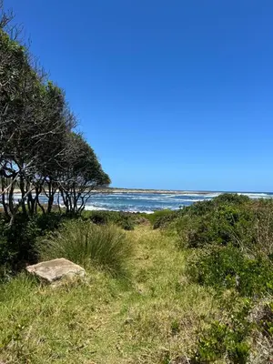 a beach with trees and the ocean in the background at Logans place in Hermanus