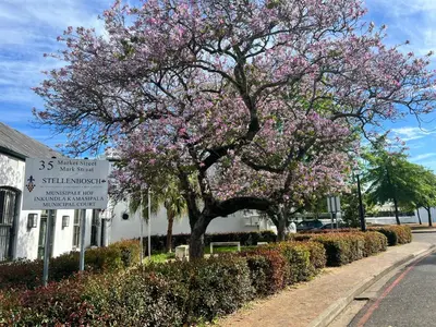 a tree with pink flowers on it next to a street at The Onyx Stellenbosch in Stellenbosch
