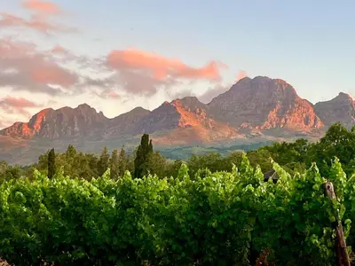 a view of the mountains from a vineyard at Monkscowl Estate in Stellenbosch
