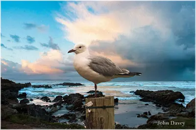 a seagull standing on a post on the beach at TwentyFour 17 Inn in Hermanus