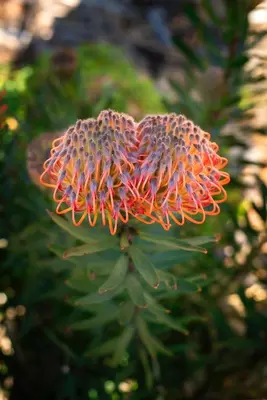 a close up of a red flower on a plant at Drakenskloof - Exclusive-Use Mountain Homestead