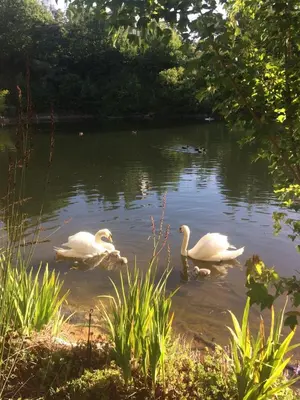 three white swans swimming in the water at Swan Cottage in Kylemore