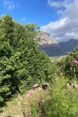a dog laying on a hill with trees and flowers at Swan Cottage in Kylemore