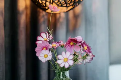 a vase with pink and white flowers in it at Amour in Pniel