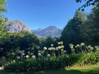 a field of flowers with mountains in the background at Amour in Pniel
