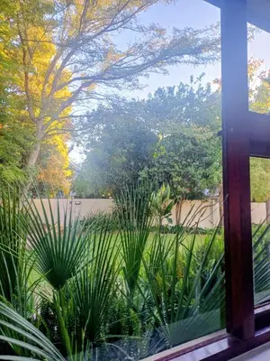 a window view of a garden with plants at GreenPeace in Stellenbosch