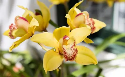 a close up of a yellow orchid flower at 22 Van Wijk Street Tourist Accommodation in Franschhoek