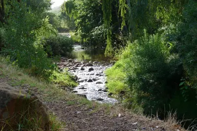 a river in the middle of a forest at Brookwood Cottage in Somerset West