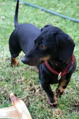 a black dog standing in the grass with a frisbee at Frieden-Hof Guest Accommodation in Penhill